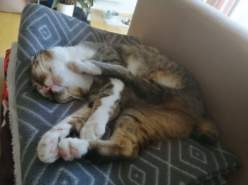 Bild von Timba
