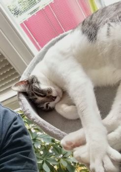 Milana Bild von Milana