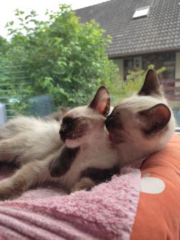 Talisa Bild von Talisa