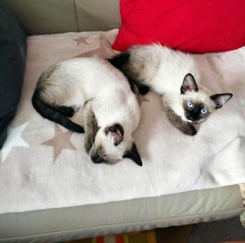 Talisa Bild von Talisa