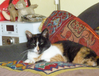 Petula Bild von Petula