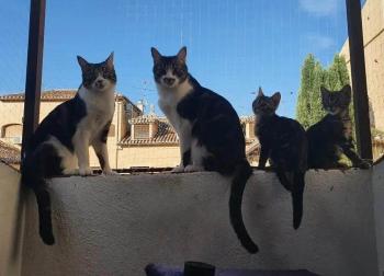 Piccola Bild von Piccola