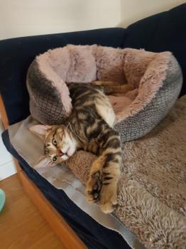 Clyde Bild von Clyde