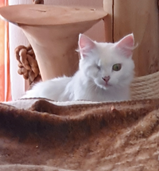 Tokio Bild von Tokio