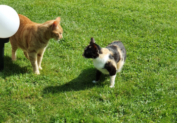 Gala Bild von Gala