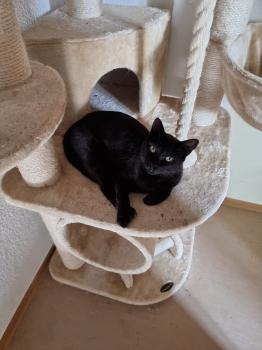 Blacky Bild von Blacky