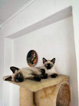 Talisa Bild von Talisa