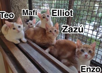 Enzo Bild von Enzo