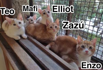 Zazu Bild von Zazu