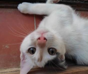 Mafi Bild von Mafi