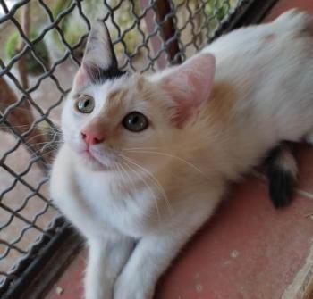 Mafi Bild von Mafi