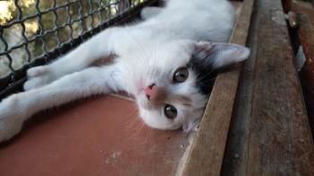 Mafi Bild von Mafi