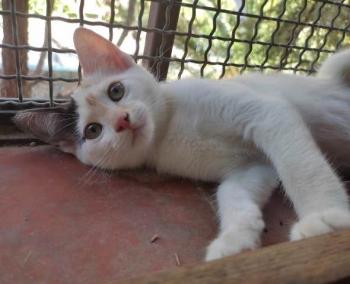 Mafi Bild von Mafi