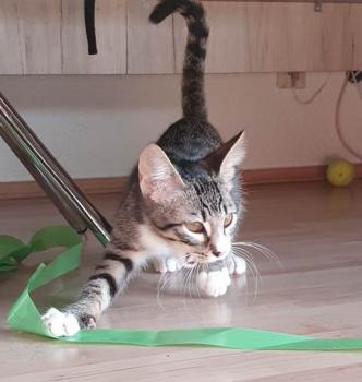 Piccola Bild von Piccola