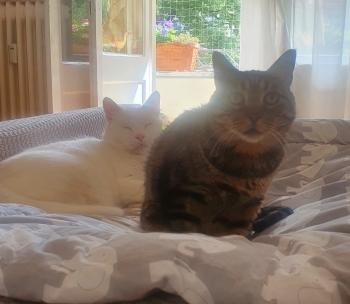 Coton Bild von Coton