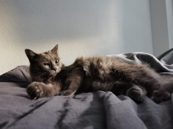 Dante Bild von Dante