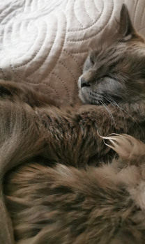 Dante Bild von Dante