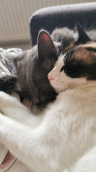 Dante Bild von Dante