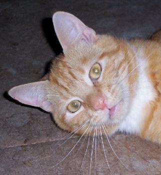 Eddi Bild von Edgar
