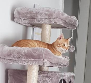 Bild von Pumuki