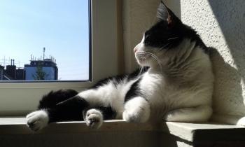 Felix Bild von Felix