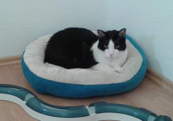 Felix Bild von Felix