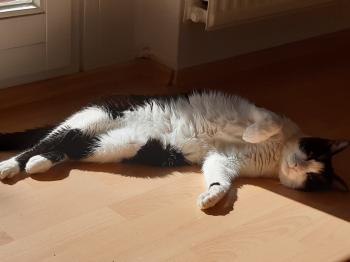 Felix Bild von Felix