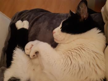 Felix Bild von Felix