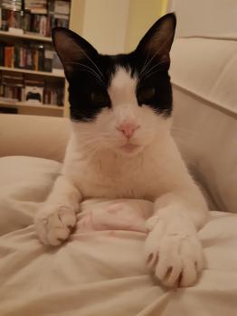 Felix Bild von Felix