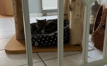 Ambar Bild von Ambar