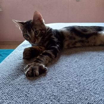 Toffee Bild von Toffee