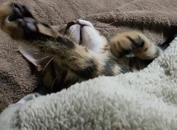 Clyde Bild von Clyde