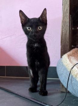 Truco Bild von Truco