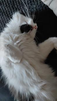 Laurel Bild von Laurel