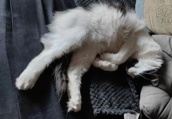 Laurel Bild von Laurel