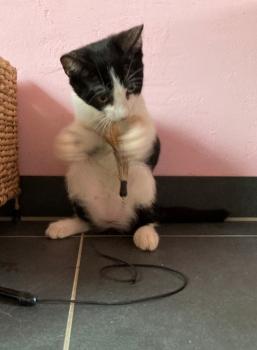 Manchis Bild von Manchis