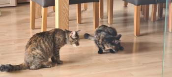 Moggy Bild von Moggy