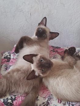 Talisa Bild von Talisa