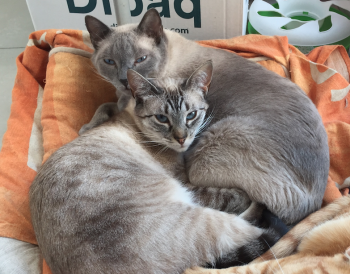 Timido Bild von Timido