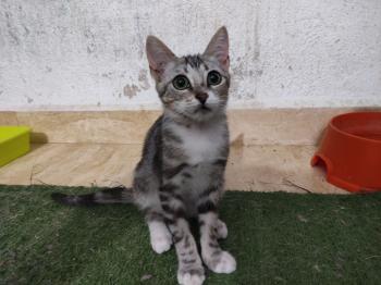 Kalet Bild von Kalet