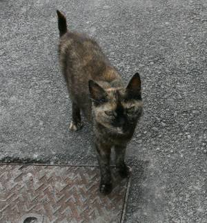 Aretha Bild von Aretha