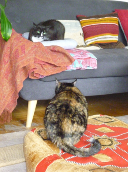 Petula Bild von Petula