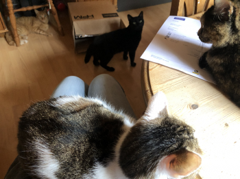 Bowi Bild von Bowi