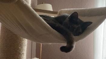 Pera Bild von Pera