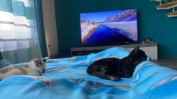 Cali Bild von Cali