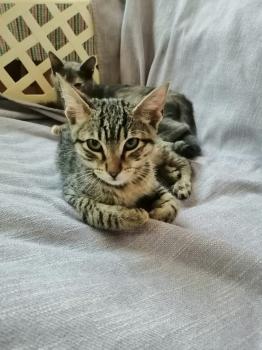 Milu Bild von Milu