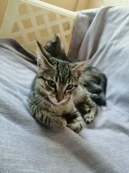 Milu Bild von Milu