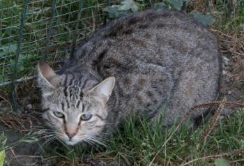 Bild von Peppo