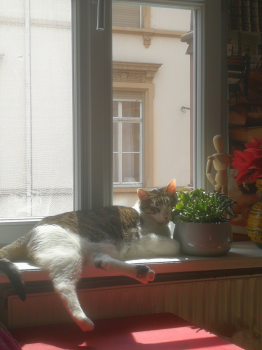 Abrile Bild von Abrile
