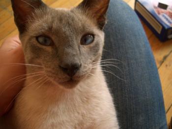 Silver Bild von Silver